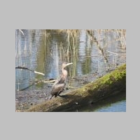 Kormoran (Rheinauen).JPG